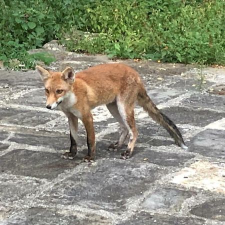 Antica Dimora Di Laura Lägenhet Barberino di Mugello Exteriör bild
